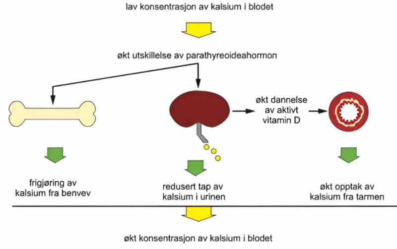 Figur 2: Kalsiummetabolismen (Halse, Johan; Berg, Jens Petter: parathyreoideahormon i Store medisinske leksikon på snl.no. Hentet 23. april 2025 fra https://sml.snl.no/parathyreoideahormon) 