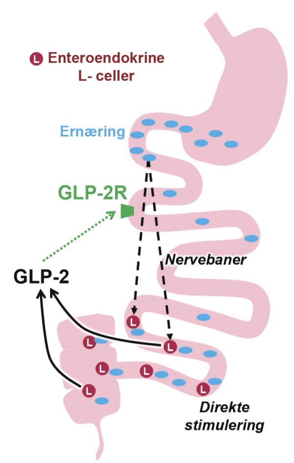 Figur 3: Glukagon-like peptide 2 (GLP-2) er et naturlig intestinalt hormon som produseres i enteroendocrine L-celler hovedsakelig i ileum. Ernæringsinntak stimulerer frigjøring og GLP-2 som så aktiverer GLP-2 reseptor og stimulerer vekst av tarmtotter, absorbsjonsevne, adaptasjon og har antiinflammatoriske egenskaper. GLP-2 analoger er godkjent behandling for korttarmsyndrom. (Figur av Takeda og modifisert av Hagve med tillatelse) - Kirurgen Figur 3: Glukagon-like peptide 2 (GLP-2) er et naturlig intestinalt hormon som produseres i enteroendocrine L-celler hovedsakelig i ileum. Ernæringsinntak stimulerer frigjøring og GLP-2 som så aktiverer GLP-2 reseptor og stimulerer vekst av tarmtotter, absorbsjonsevne, adaptasjon og har antiinflammatoriske egenskaper. GLP-2 analoger er godkjent behandling for korttarmsyndrom. (Figur av Takeda og modifisert av Hagve med tillatelse)