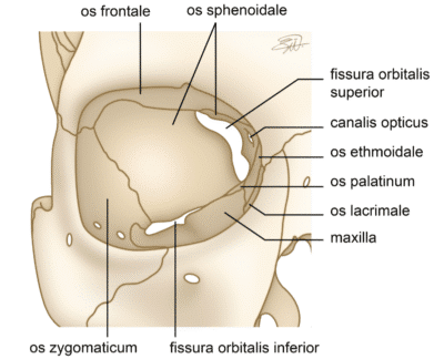 FIGUR 1: Orbitas benete anatomi. Illustrert av Selma Evenstad.