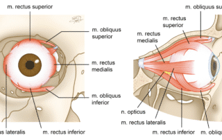 FIGUR 2 og 3: Oversikt over ekstraokulære muskler i coronal- og sagittalplan. Illustrert av Selma Evenstad.