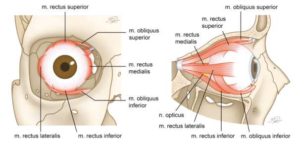 FIGUR 2 og 3: Oversikt over ekstraokulære muskler i coronal- og sagittalplan. Illustrert av Selma Evenstad. - Kirurgen FIGUR 2 og 3: Oversikt over ekstraokulære muskler i coronal- og sagittalplan. Illustrert av Selma Evenstad.